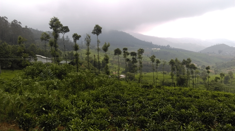 9 Acre land for sale in Ooty